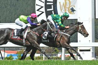 Gift Of Power (NZ) Heads Karaka Quinella in Wellesley Stakes. Photo: Race Images, Palmerston North.